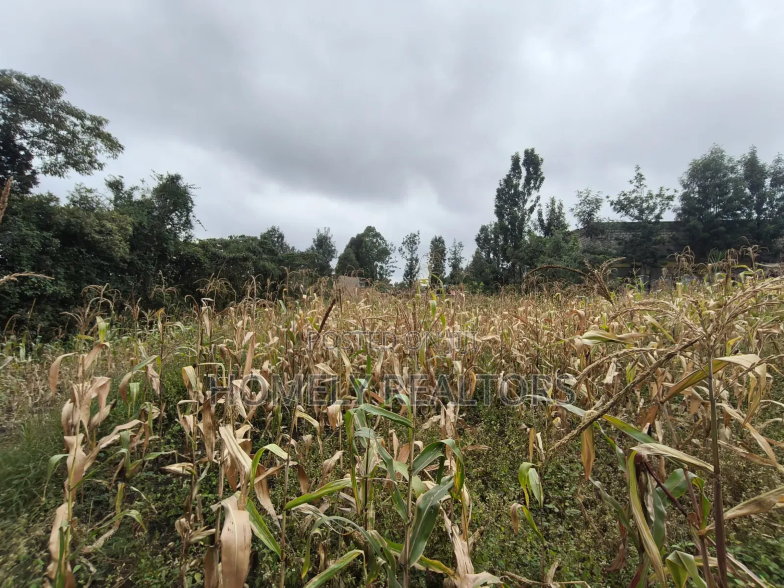 Quarter Acre Plot for Sale in Ngong, Ol Keri Near the Tarmac in Ol Keri