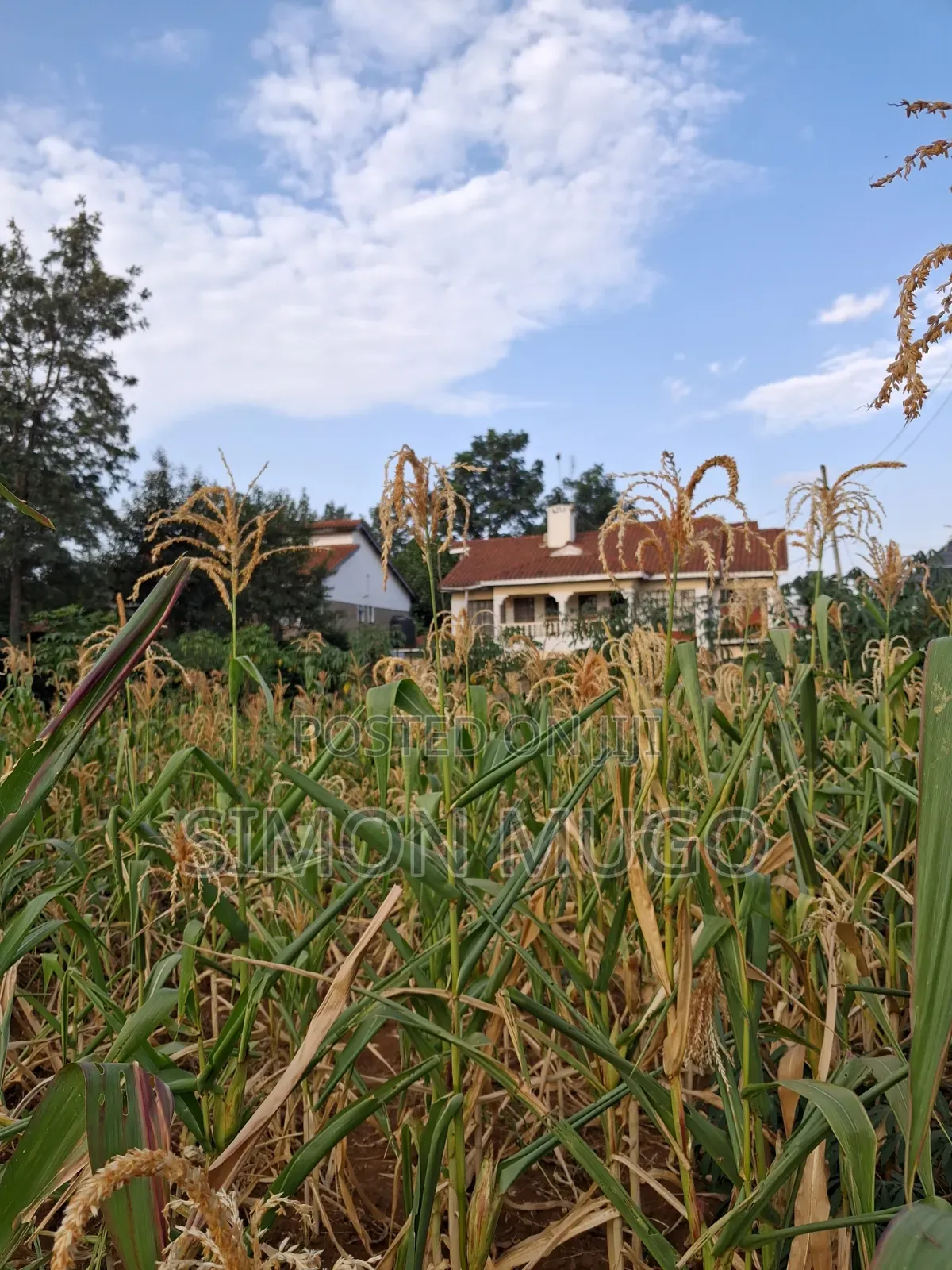 K/ Sukari Muranga Road Fully Serviced Well Drained Red Soil 1/4 Acre in Kahawa Sukari