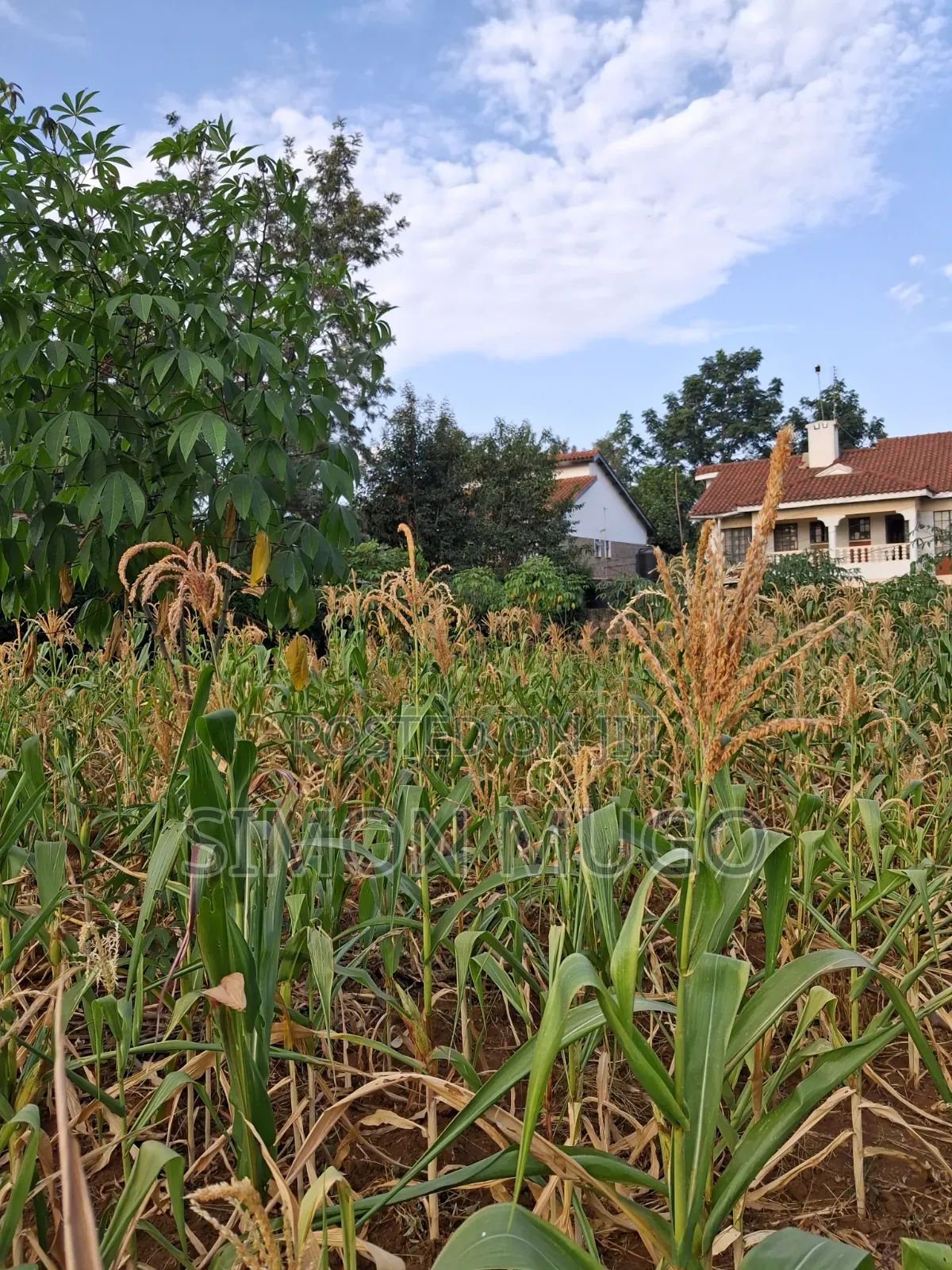 K/ Sukari Muranga Road Fully Serviced Well Drained Red Soil 1/4 Acre in Kahawa Sukari