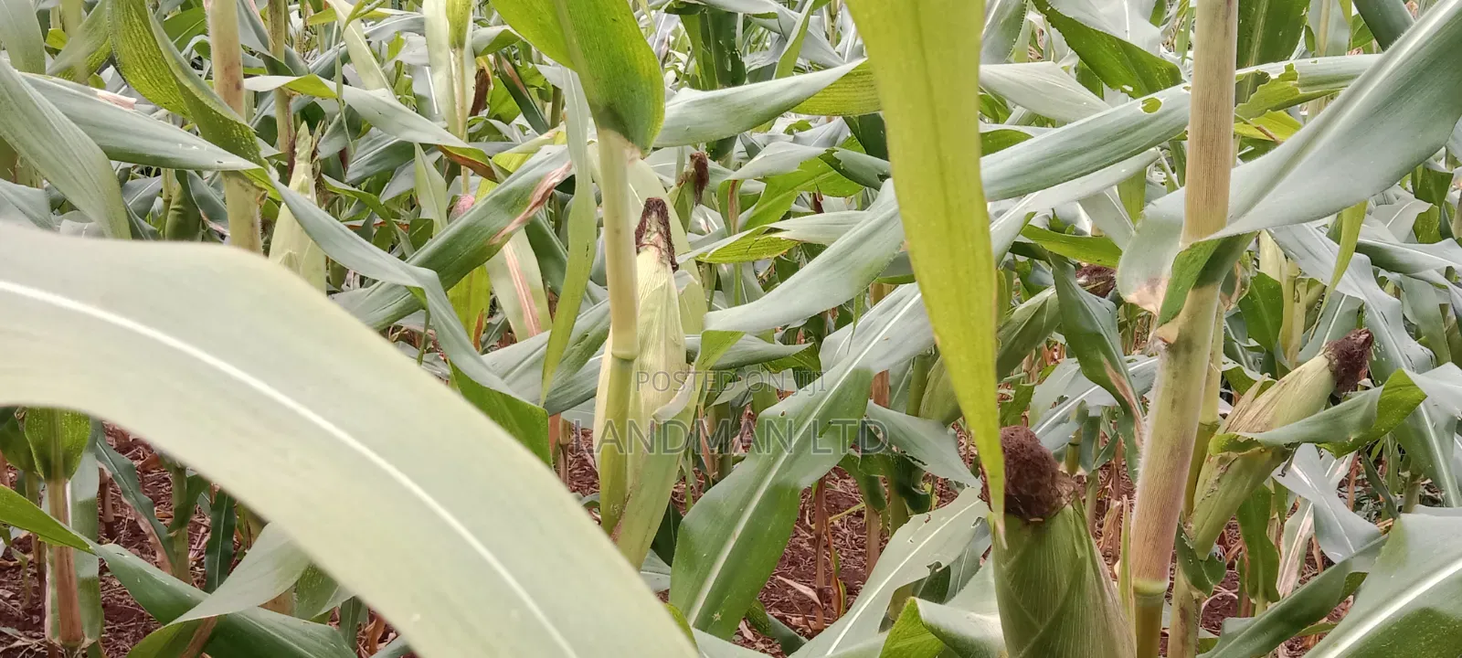 Prime 2 Acres Muranga Gaitega in Mbiri