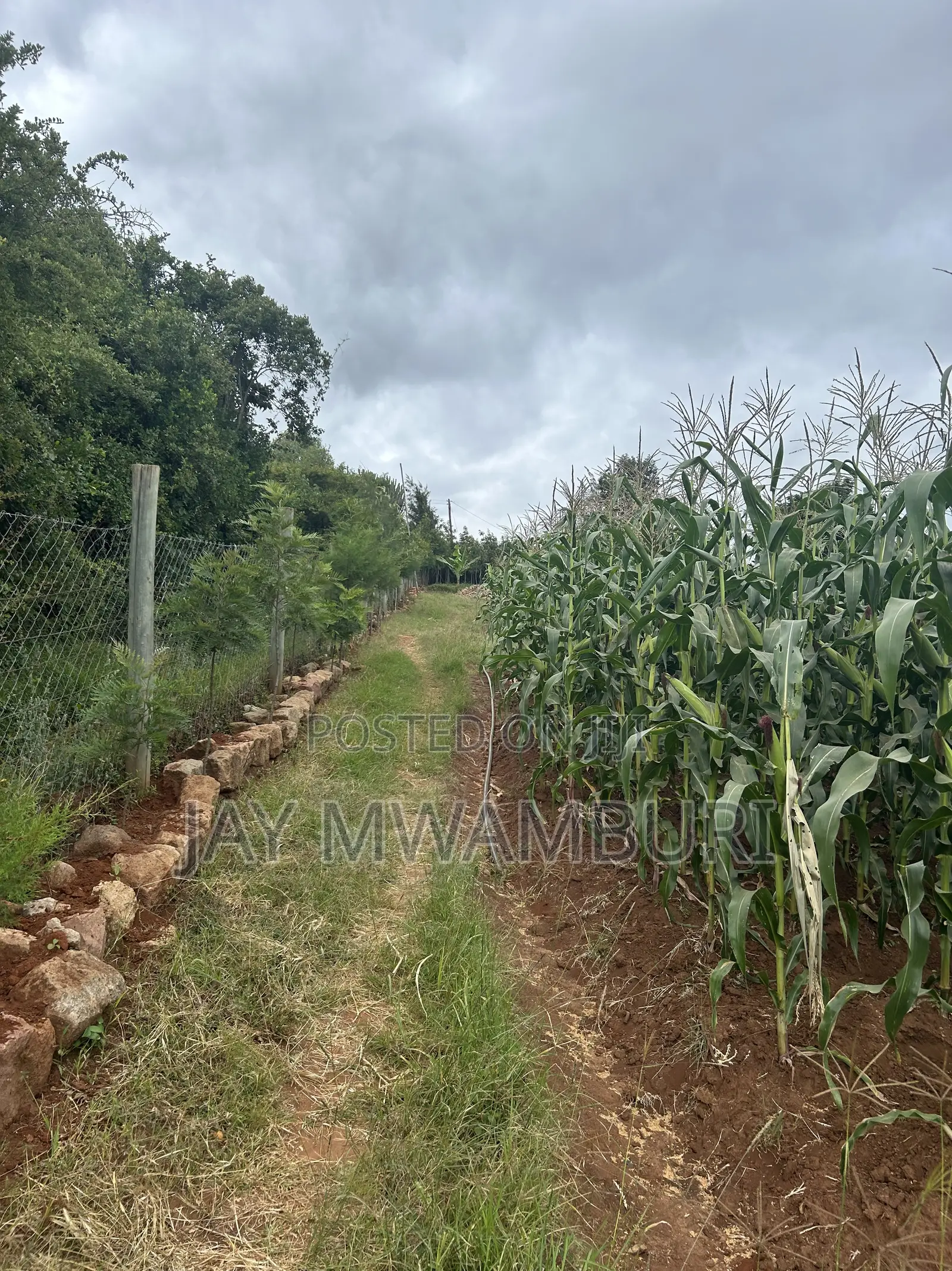 2 Acres Land Mua Hills in Mua Hills