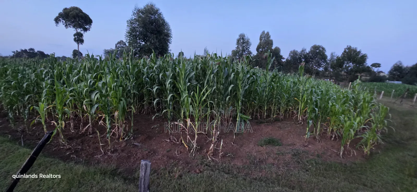 Full Plot Gor Sake in Sogomo Mti Moja Near Kuinet Junior in Eldoret in Kimumu