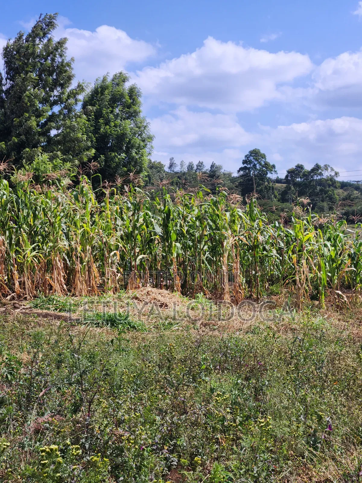 1⁄8 Acre Ngong-Kibiko(Milimani Road) in Kibiku