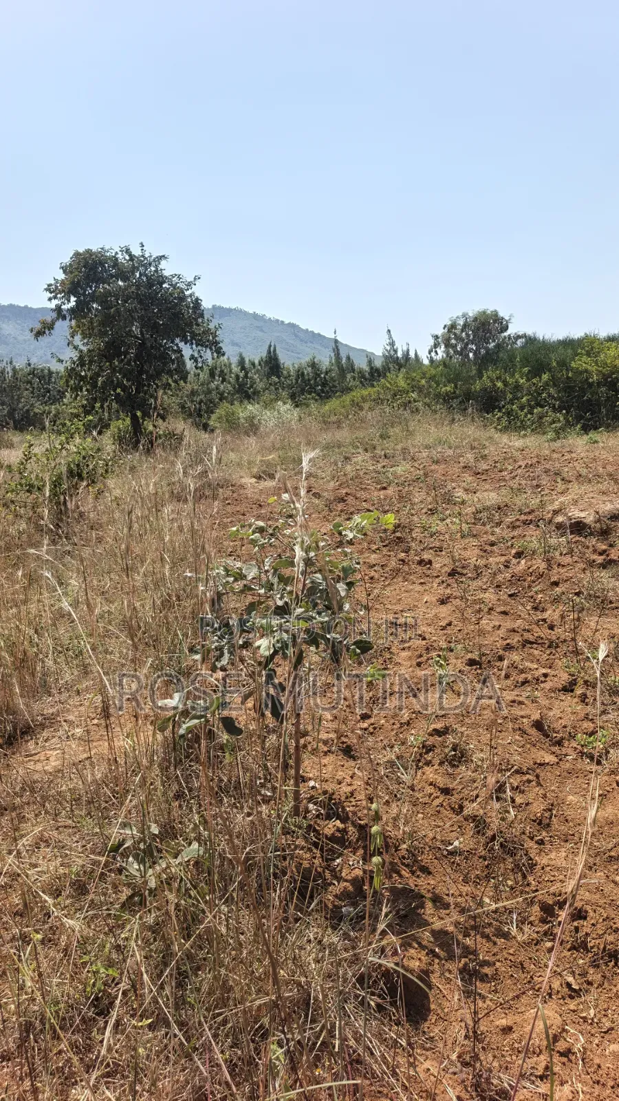 2acres at Wendano in Runda