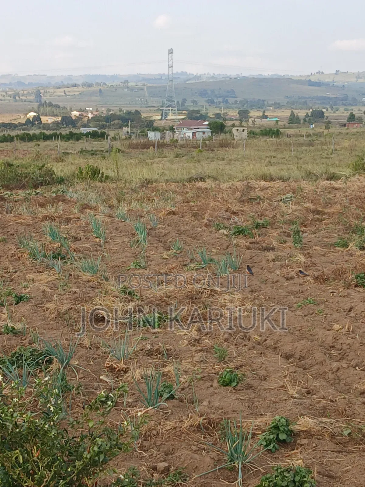 100x100 Plot in Naivasha Mirera Near Catholic Church and Adas BNBS in Mirera