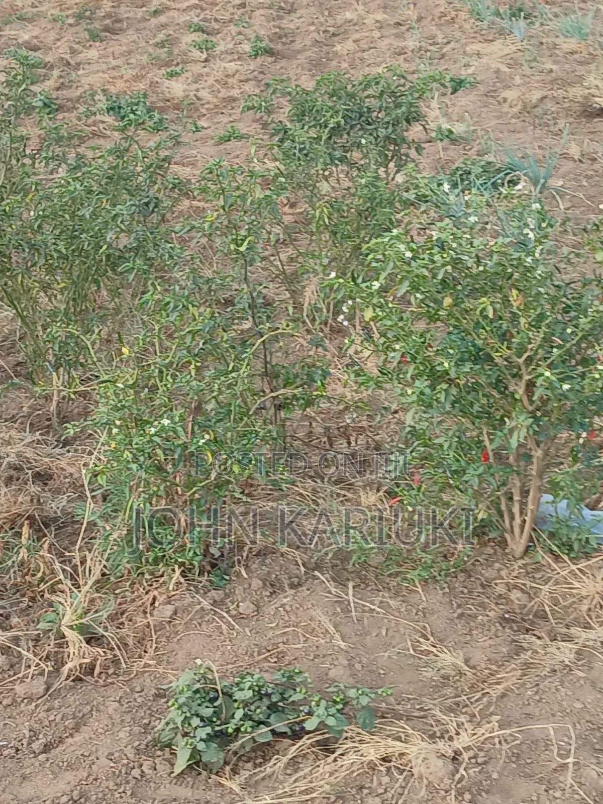 100x100 Plot in Naivasha Mirera Near Catholic Church and Adas BNBS in Mirera