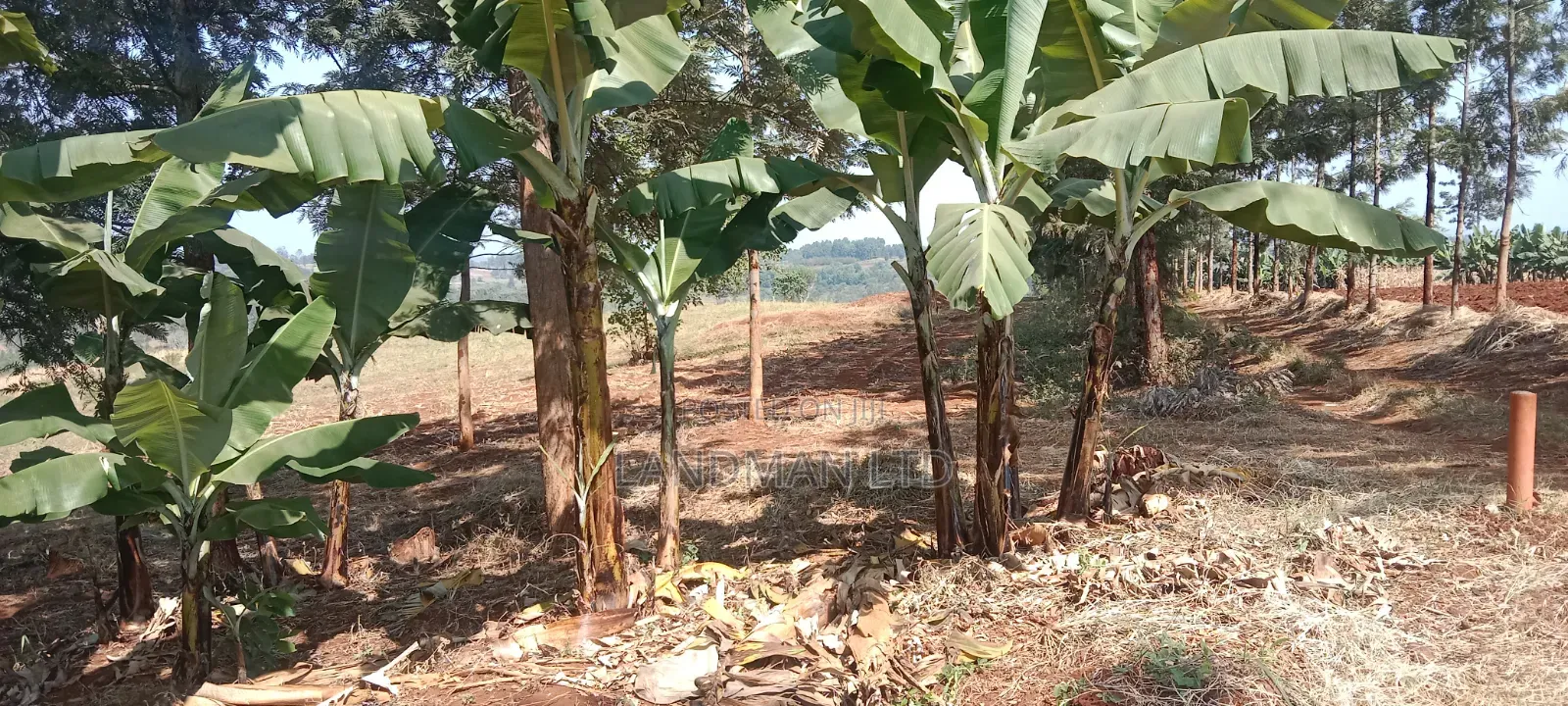 10 Acs Maragua Samar on Tarmac in Nginda