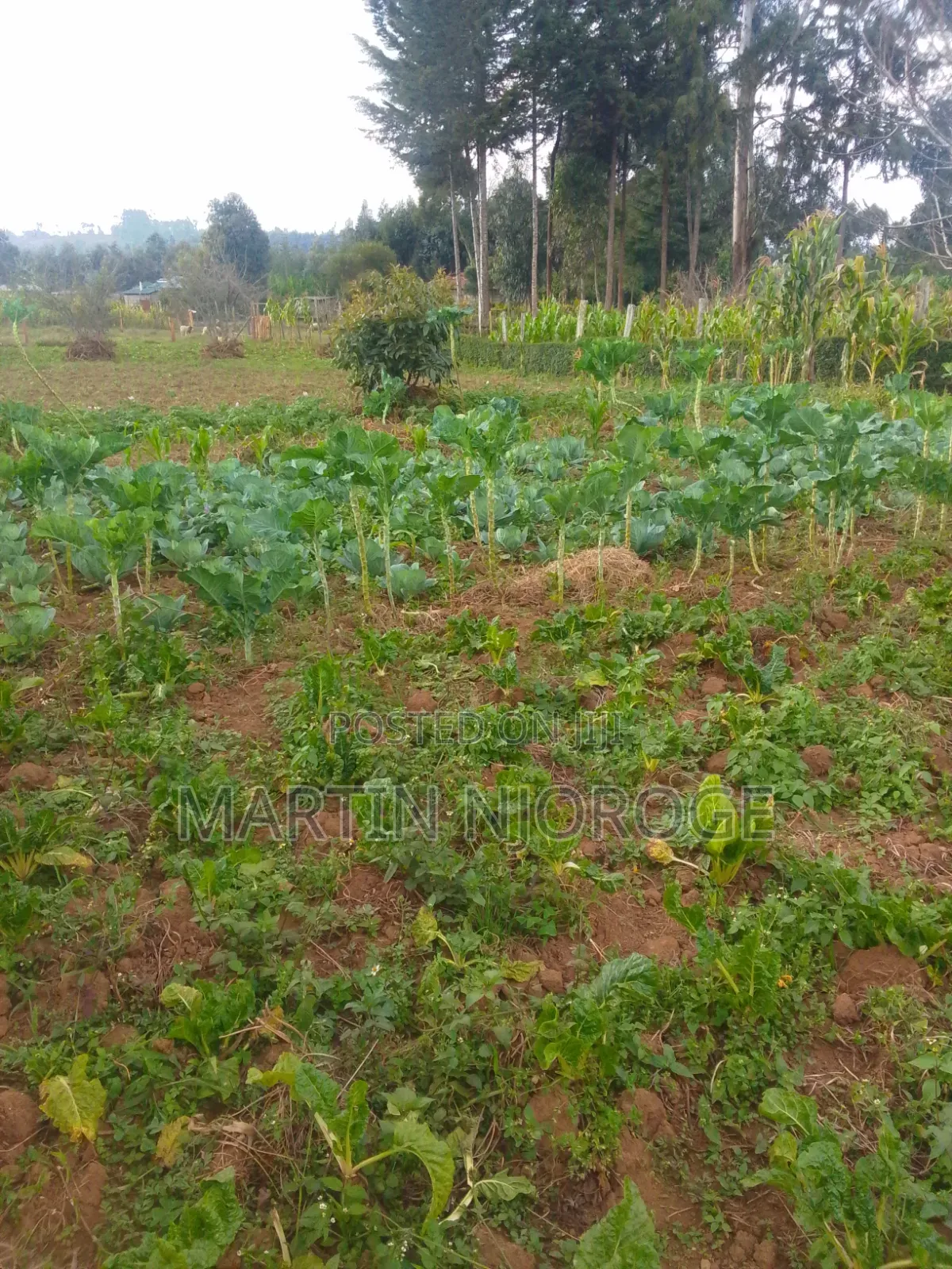 3 ( 50 by 100 ) Escarpment in Lari/Kirenga
