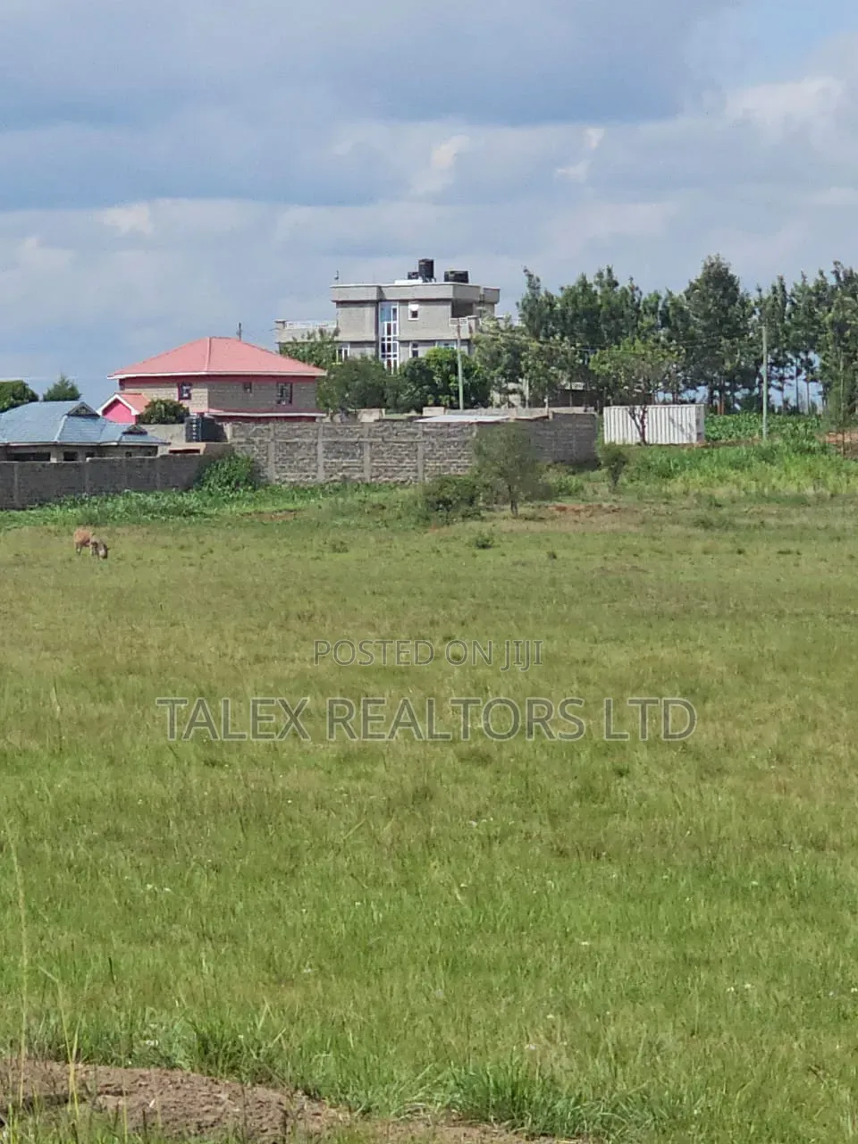 Prime 50x100 Plot for Sale in Ruiru Mugutha | 200m to Tarmac in Kimbo