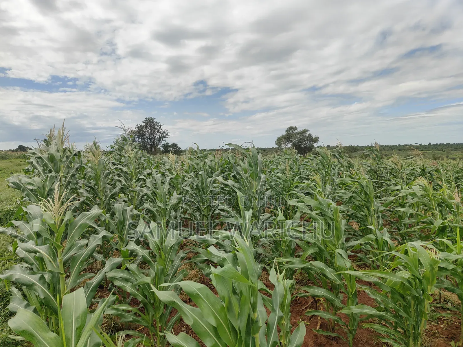 5 Acre Prime Property Marafa Malindi in Adu