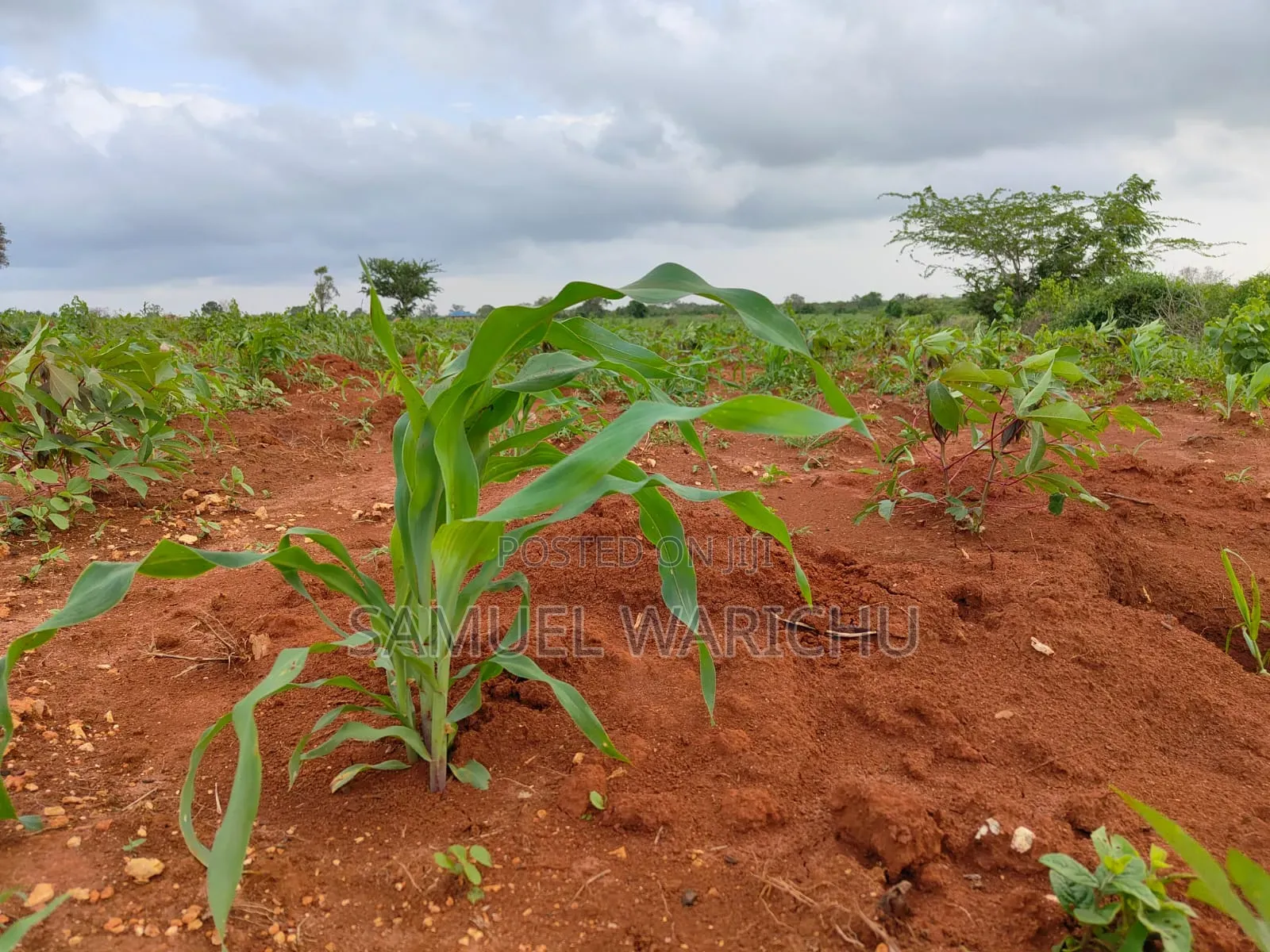 Prime 50x100 Plot for Sale in Matuu in Matuu
