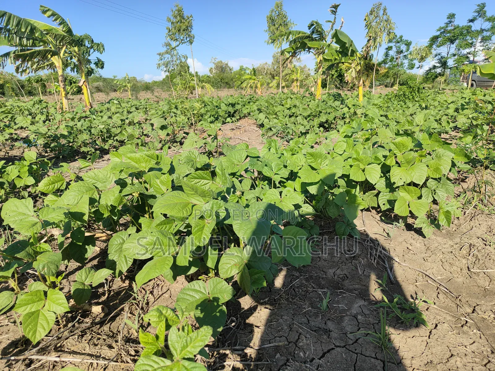 Prime 50x100 Plot for Sale in Matuu in Matuu