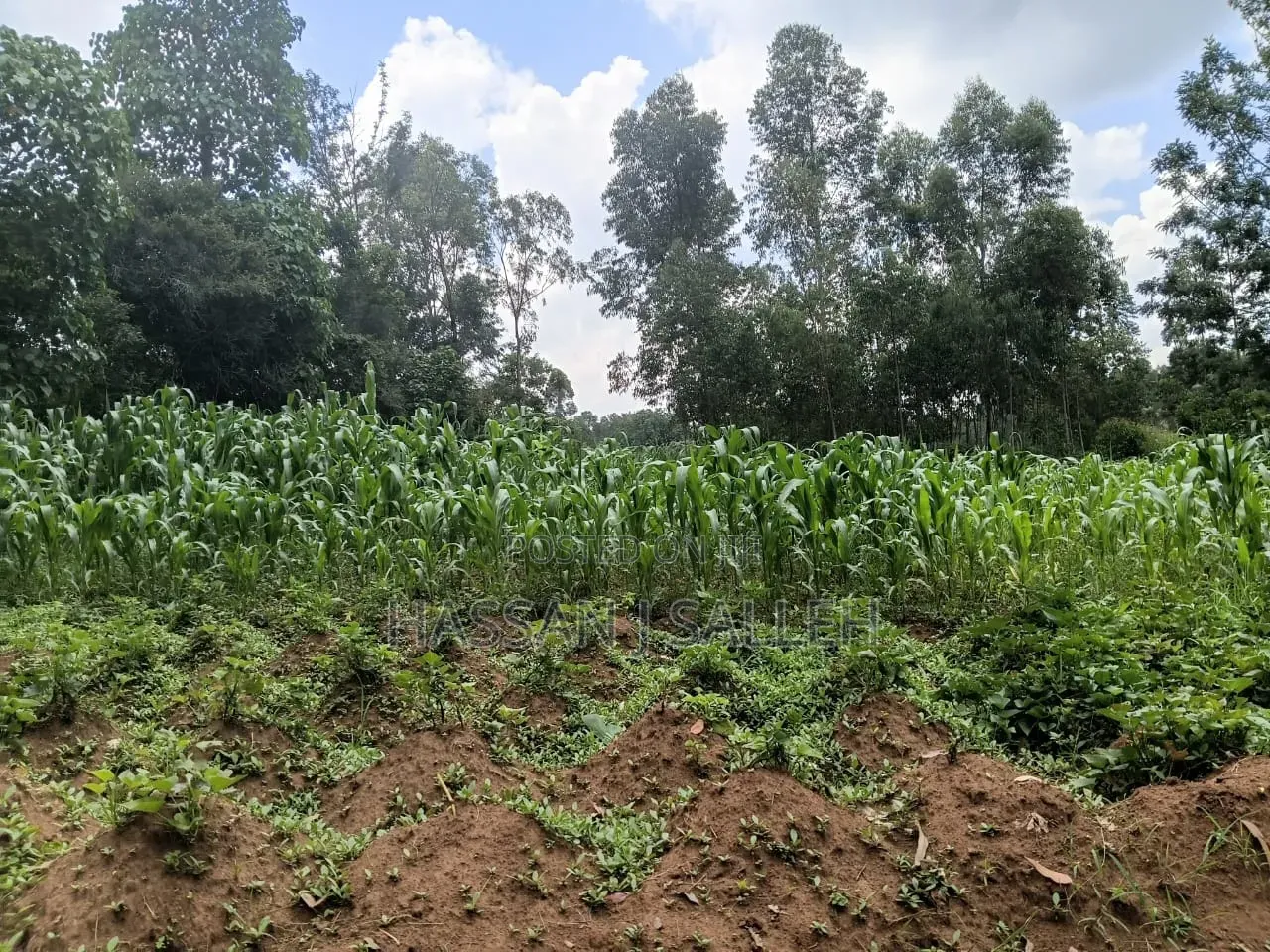 1/2an Acre Bungoma in Musikoma