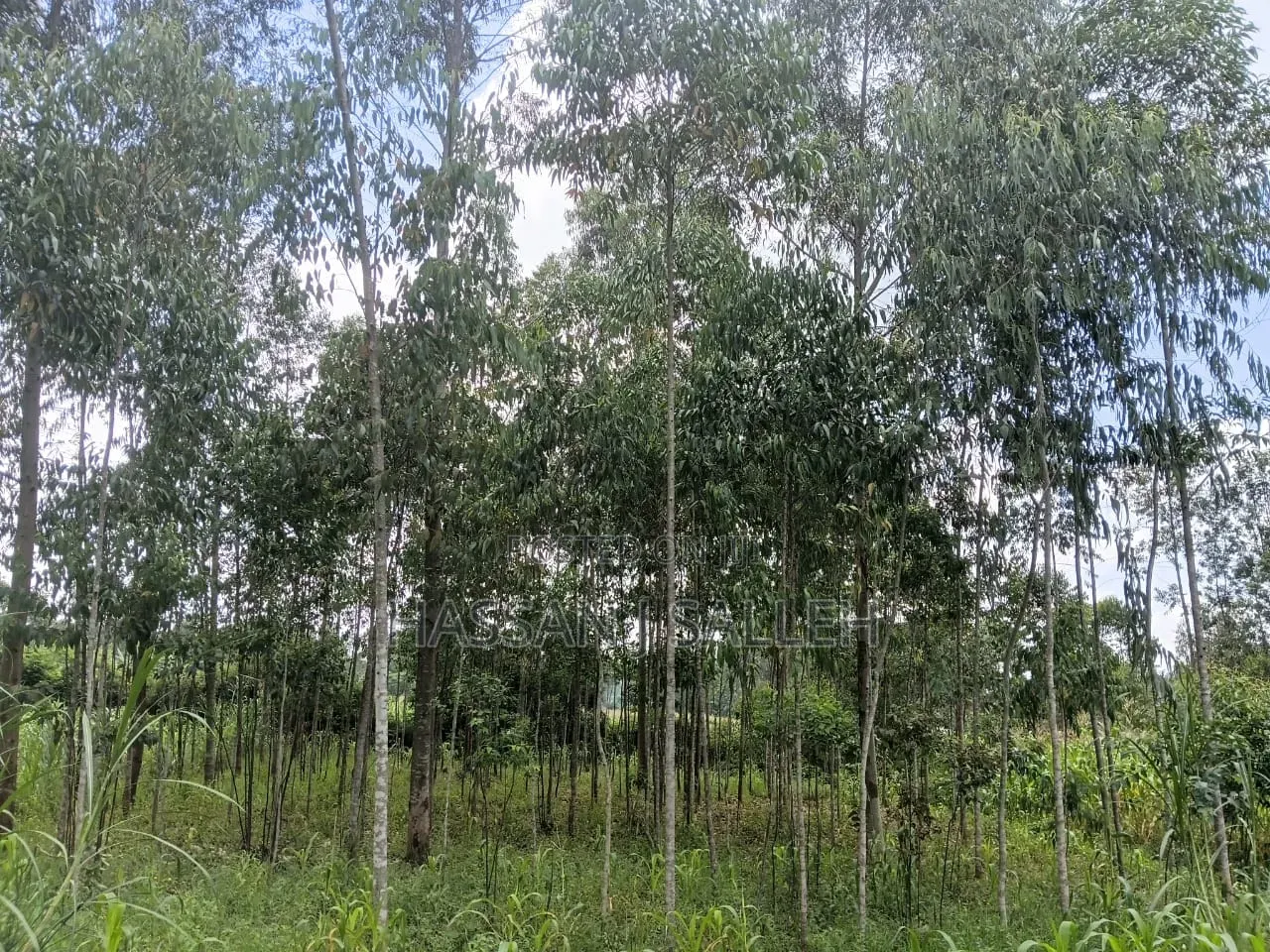 1/2an Acre Bungoma in Musikoma