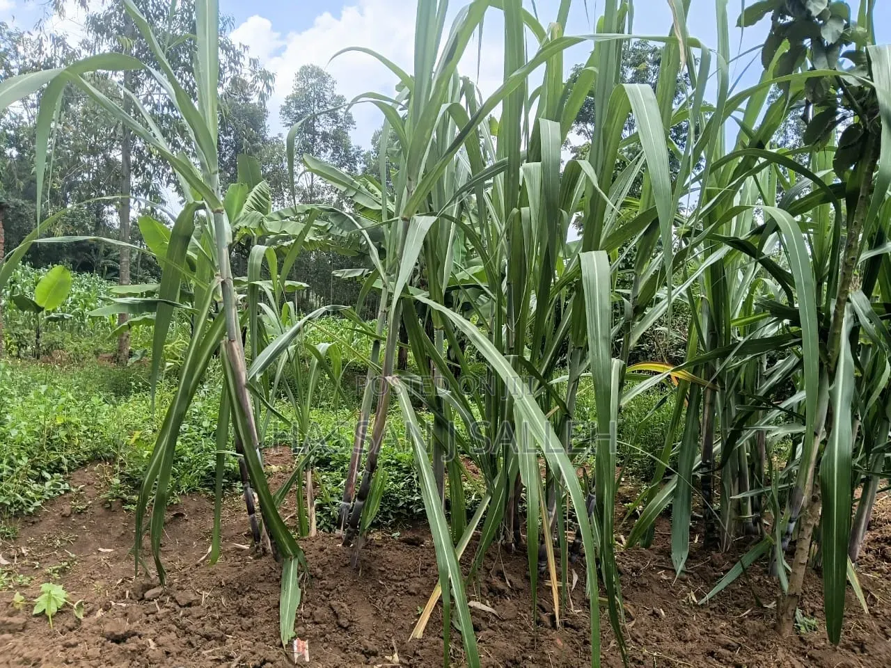 1/2an Acre Bungoma in Musikoma
