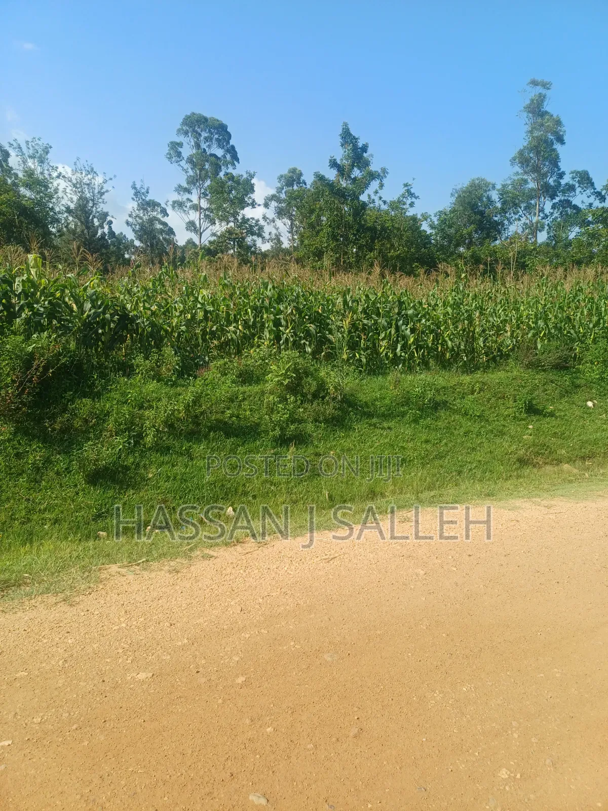 100fts by 100fts Plot 4 SALE. in Mumias Central