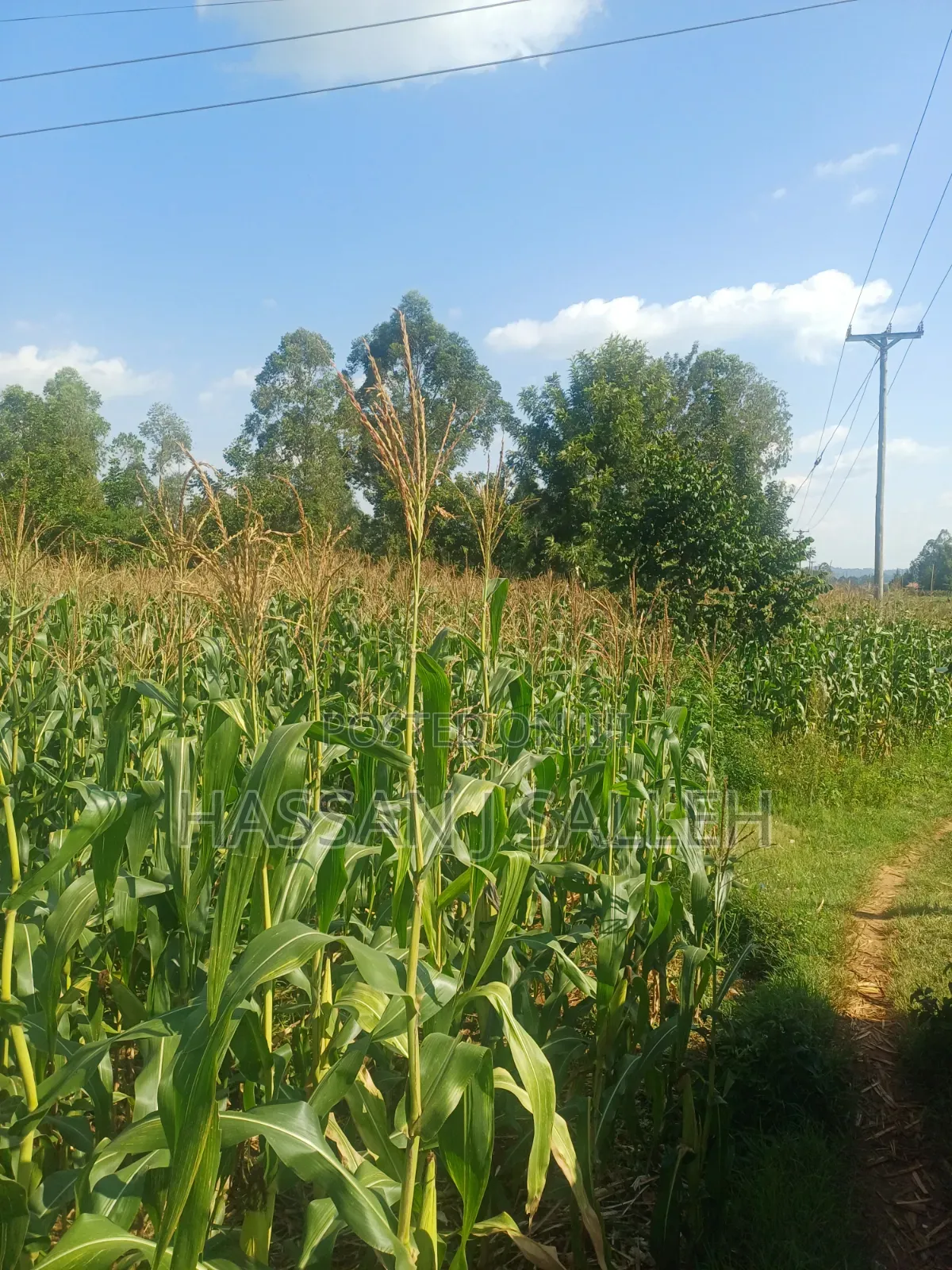 100fts by 100fts Plot 4 SALE. in Mumias Central