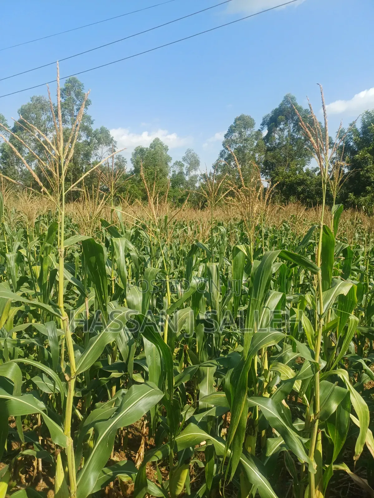 1/4acre Ekero in Mumias Central