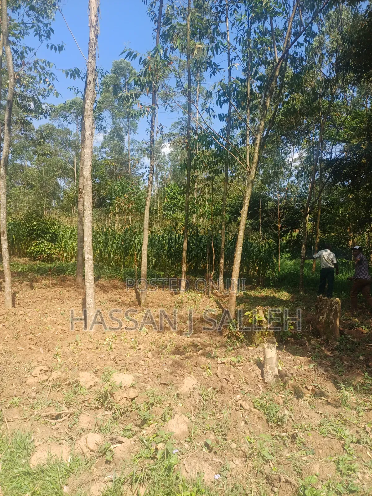 1/2 AN Acre Khwisero on Sale. in Marama Central