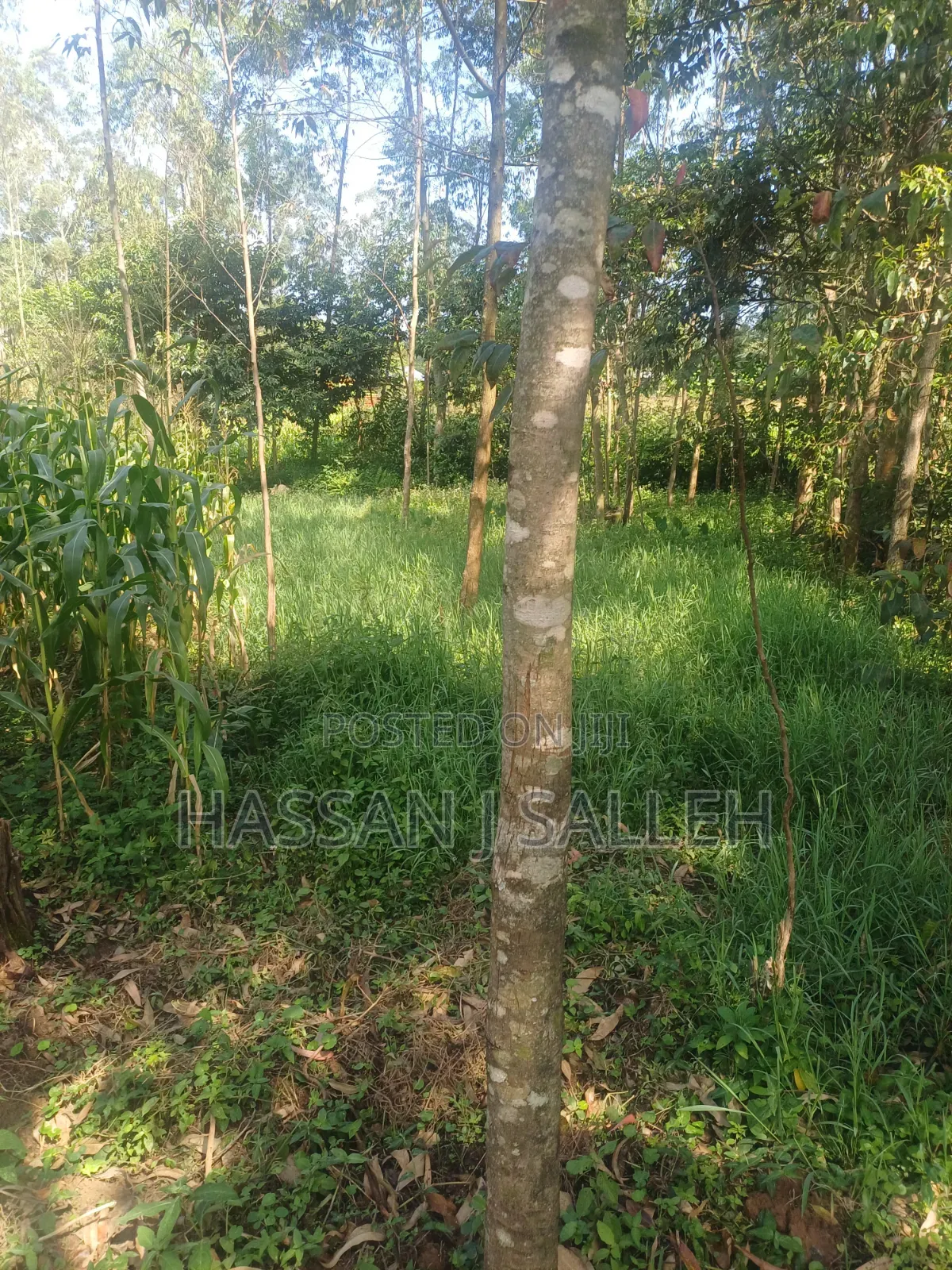 1/2 AN Acre Khwisero on Sale. in Marama Central