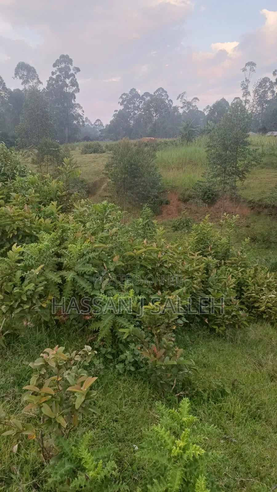 4 Acres Mukumu in Shirere