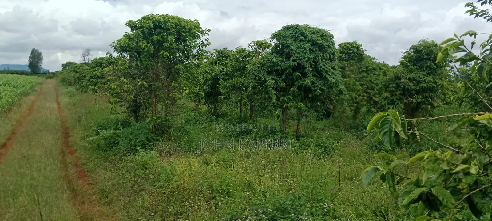 1200 Ares of Land for Lease With Coffee Farm in Nyeri County in Kamakwa