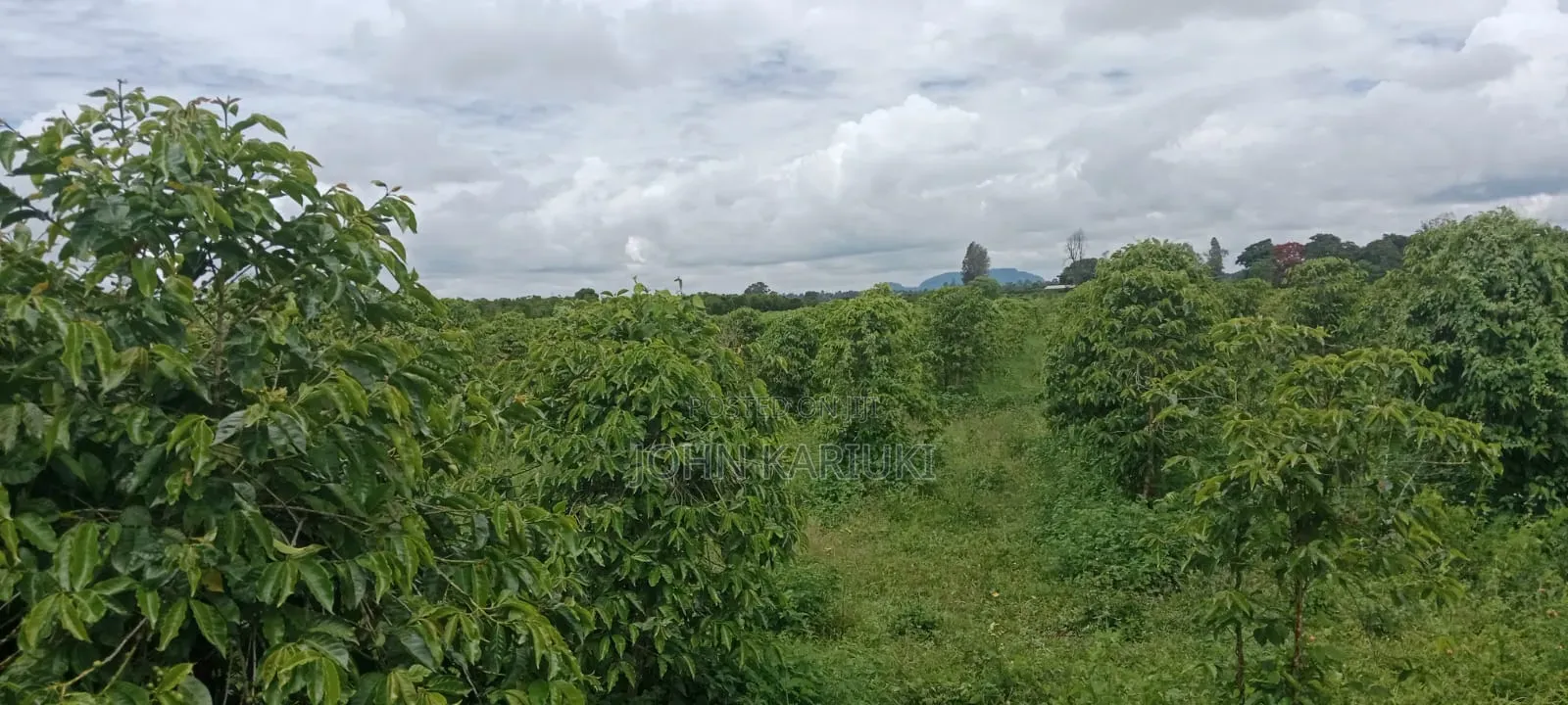 1200 Ares of Land for Lease With Coffee Farm in Nyeri County in Kamakwa
