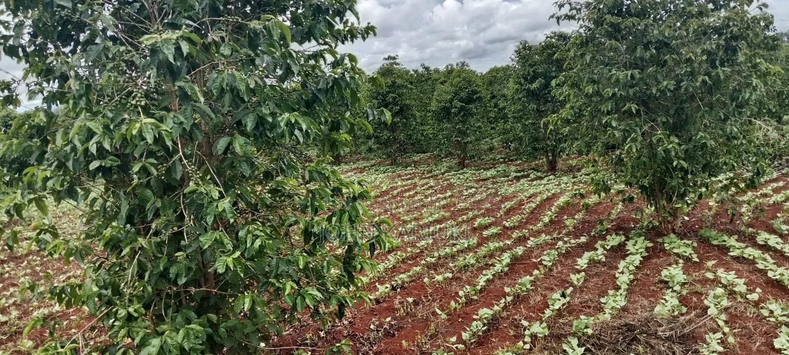 1200 Ares of Land for Lease With Coffee Farm in Nyeri County in Kamakwa