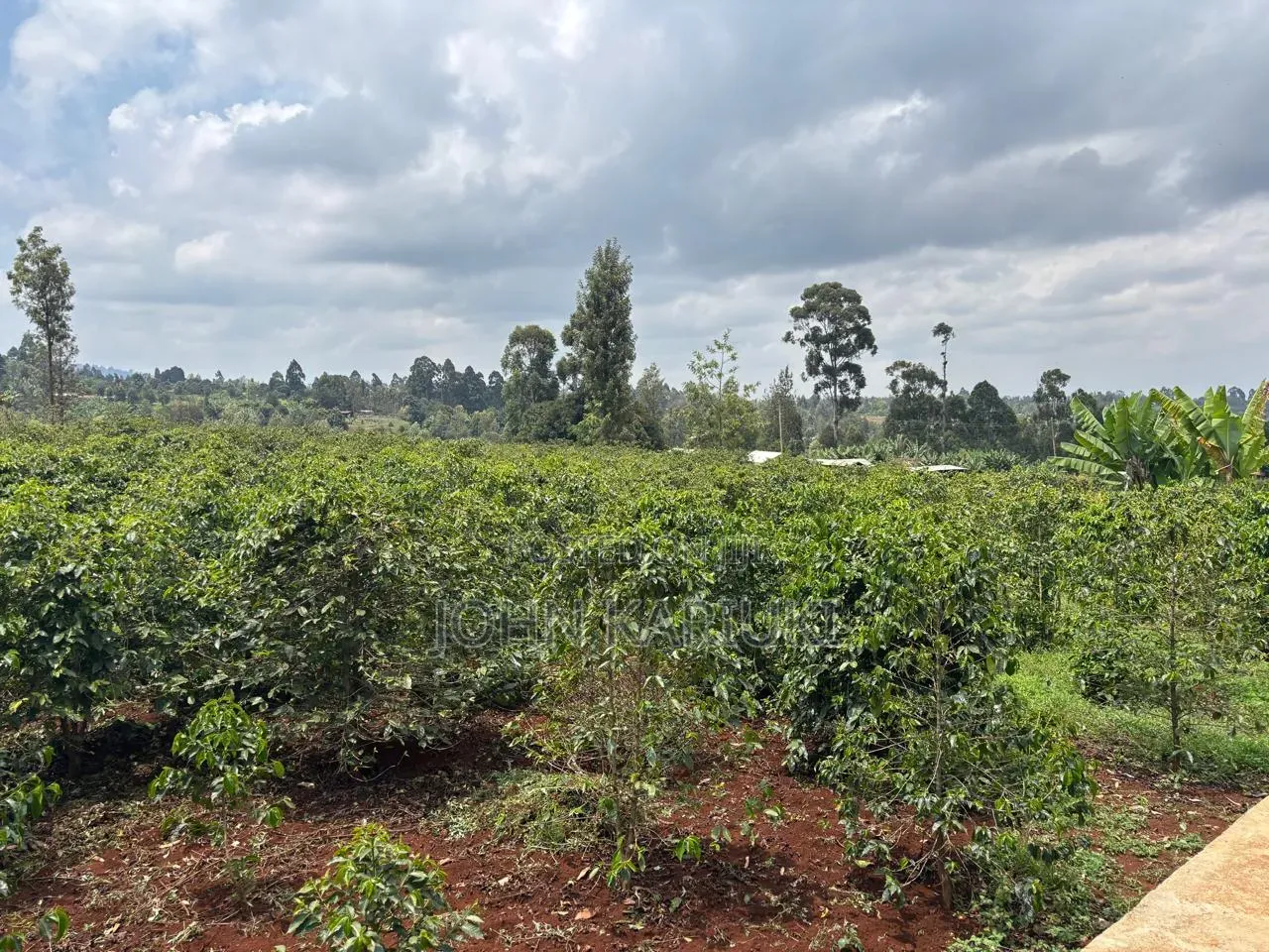 1200 Ares of Land for Lease With Coffee Farm in Nyeri County in Kamakwa