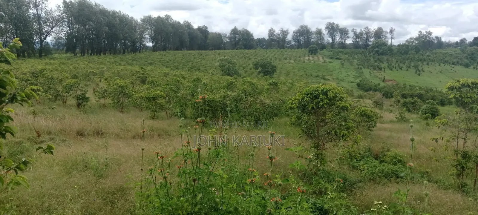 1200 Ares of Land for Lease With Coffee Farm in Nyeri County in Kamakwa