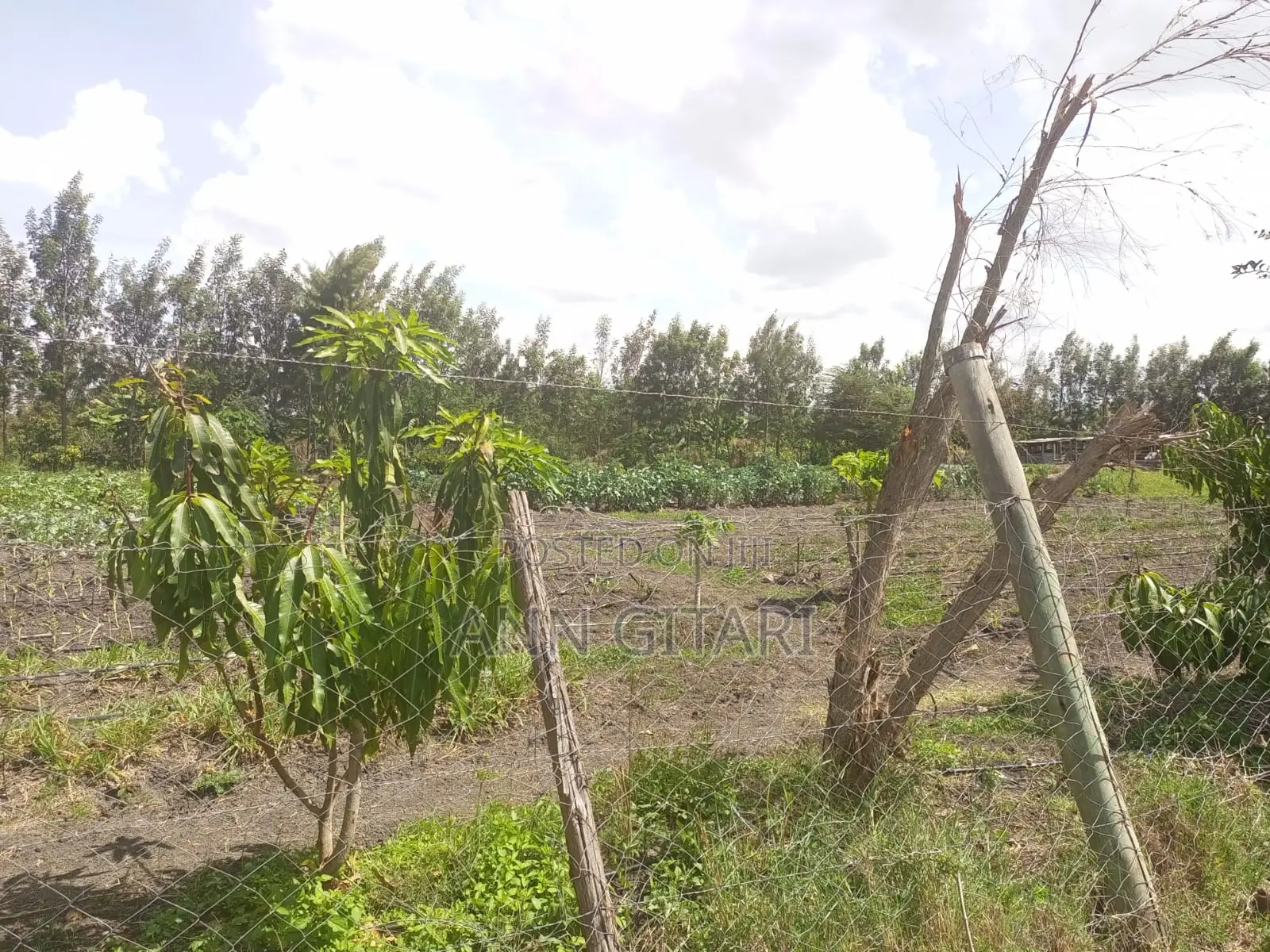 For Sale - 50x100 Plot in Kisaju