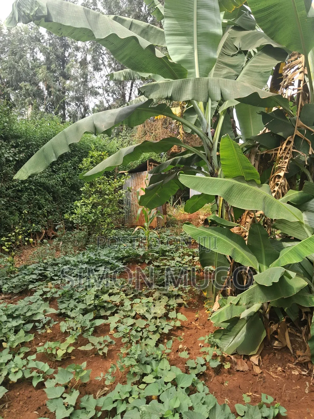 Kiamumbi Prime Residential 1/8 Plot on Pretoria Street Freehold Title in Kahawa Maziwa