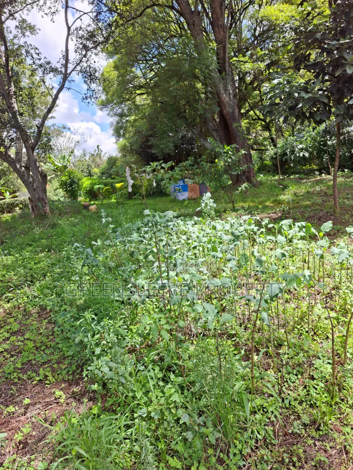Land for Sale in Hardy
