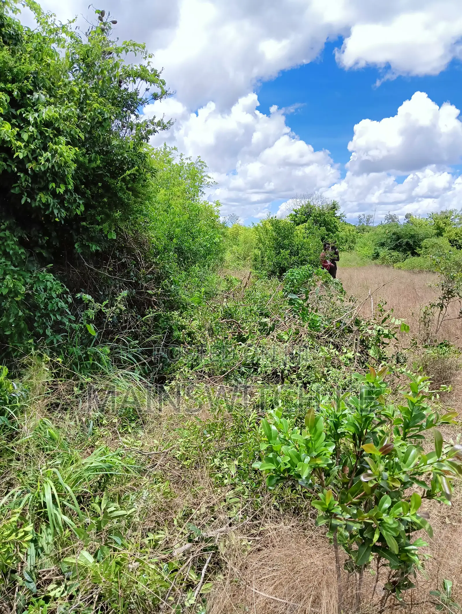 Own 45 Acres With Ready Tittle Deed at Only 5,535,000 in Marafa