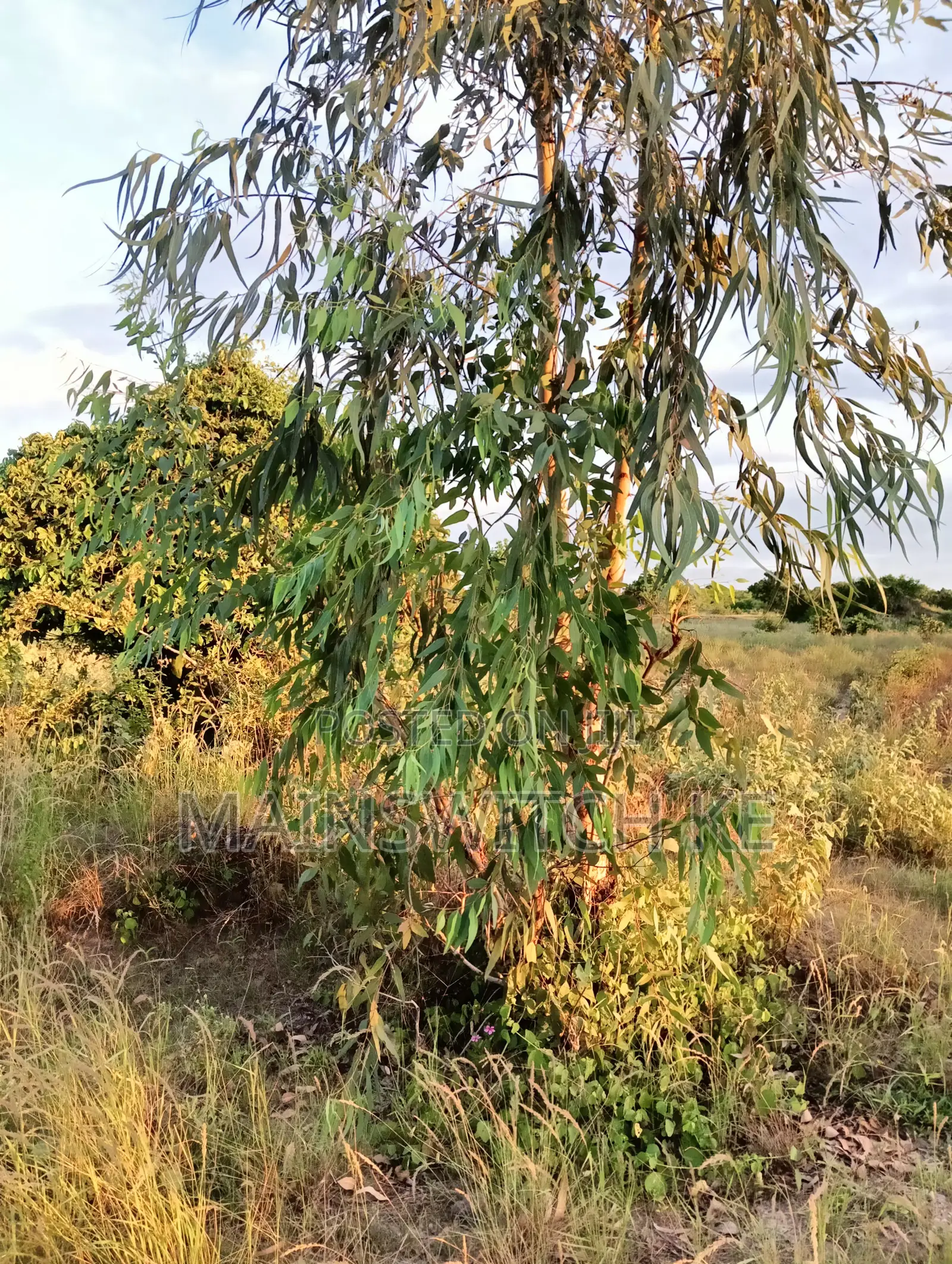 Half an Acre With Adjudication Number 50 Meters From Tarmac Road in Marafa