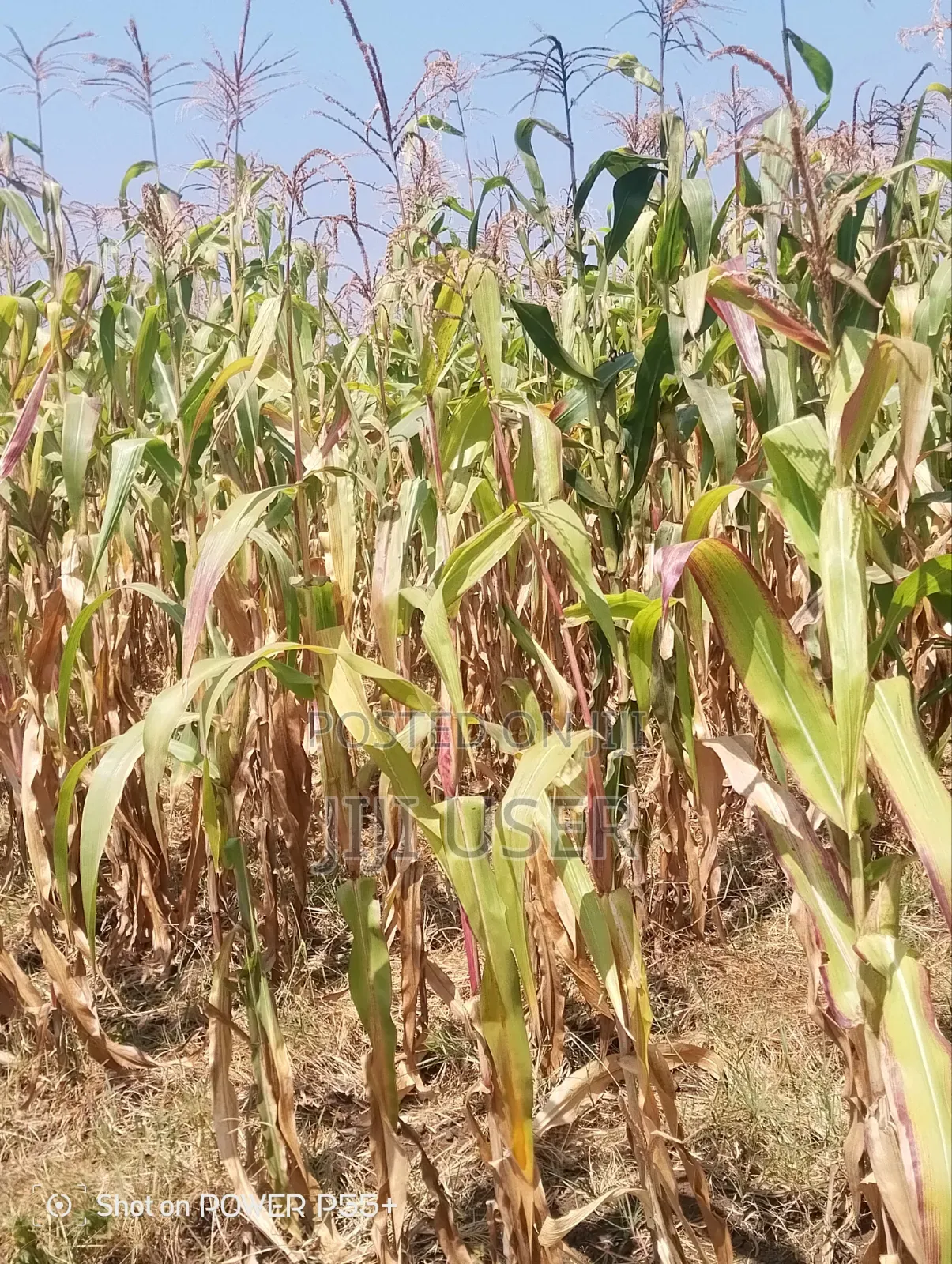 Prime Land for Sale-Mosiro Narok in Narok Town