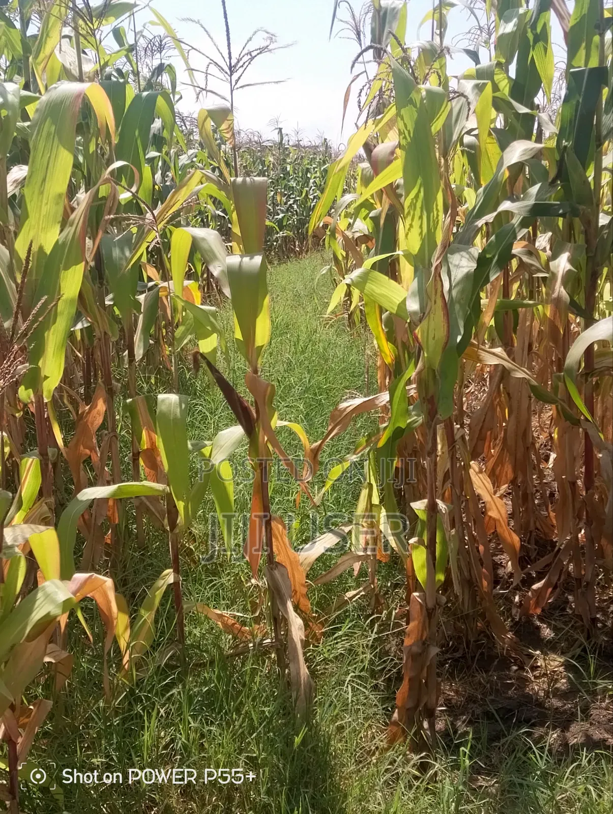 Prime Land for Sale-Mosiro Narok in Narok Town