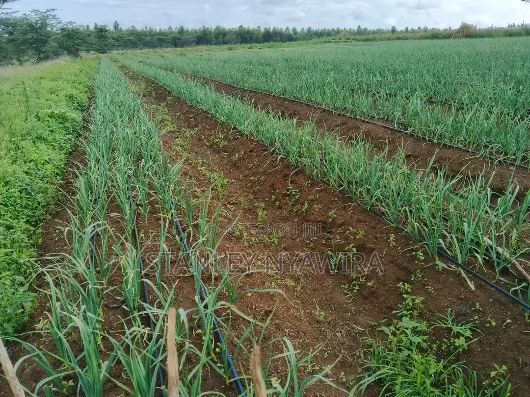 100 Acrea Daragwa Nyahururu Nyeri Highway in Nanyuki