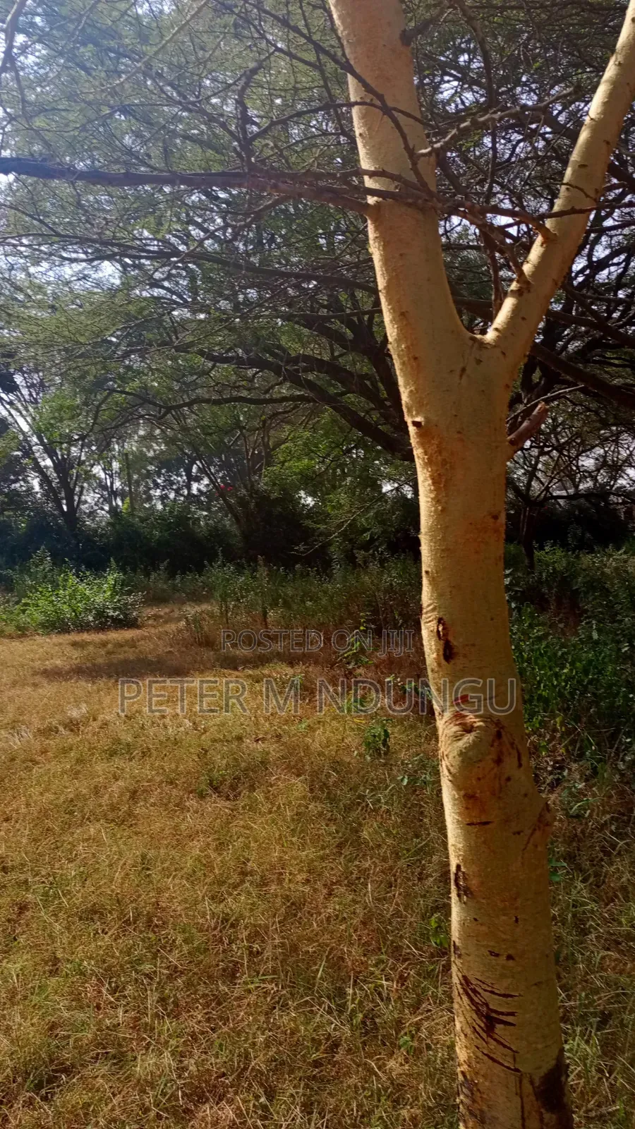 Garden Estate- 1/2 Acre Residential Plot in Kiambu / Kiambu 