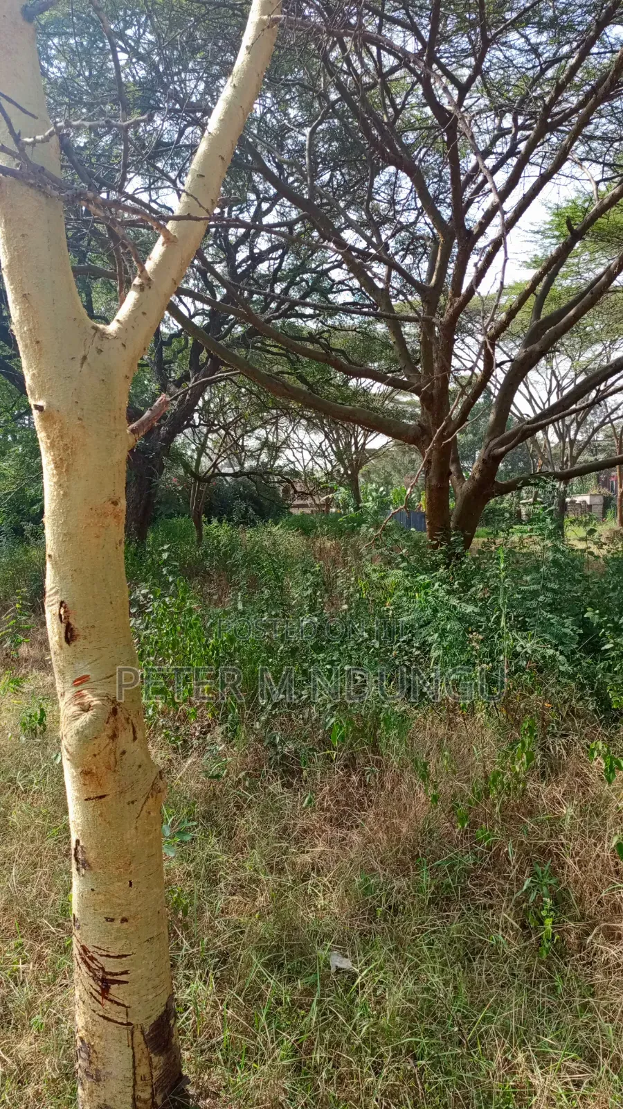 Garden Estate- 1/2 Acre Residential Plot in Kiambu / Kiambu 