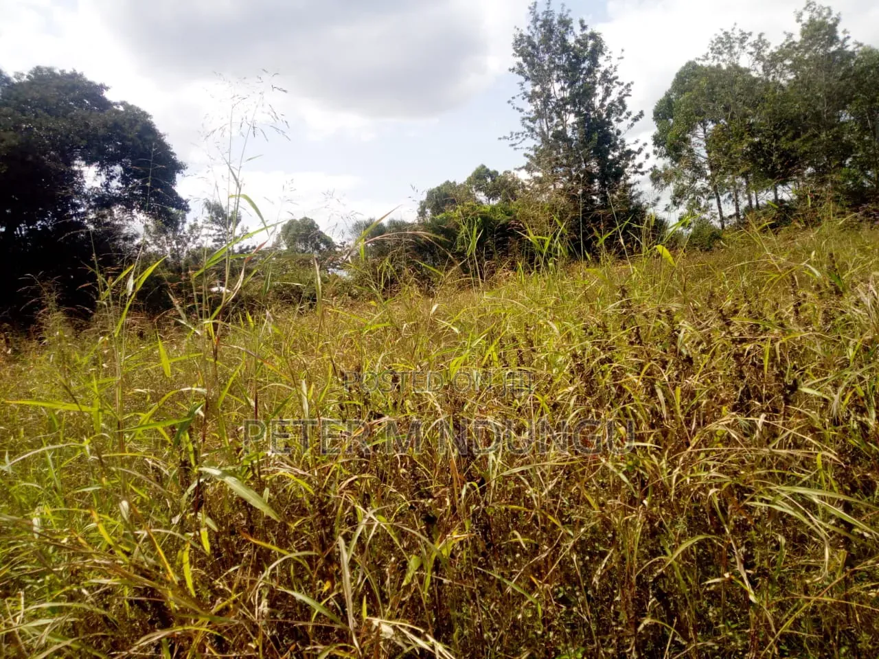 Kenol Murang'a- 1/2 Acre Prime Plots Residential/Commercial in Kiambu / Kiambu 