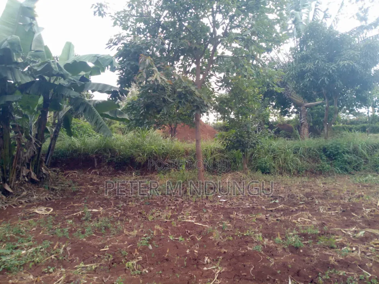 Kenol Murang'a- 1/2 Acre Prime Plots Residential/Commercial in Kiambu / Kiambu 