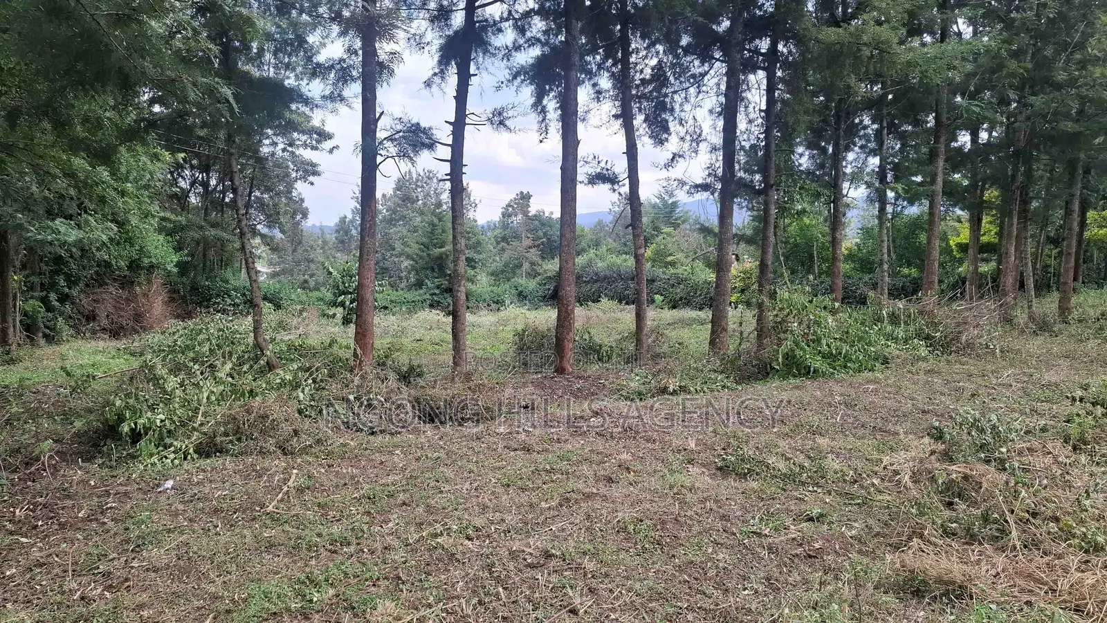 Prime 100 X 100 Plot for Sale: Olkeri in Ol Keri