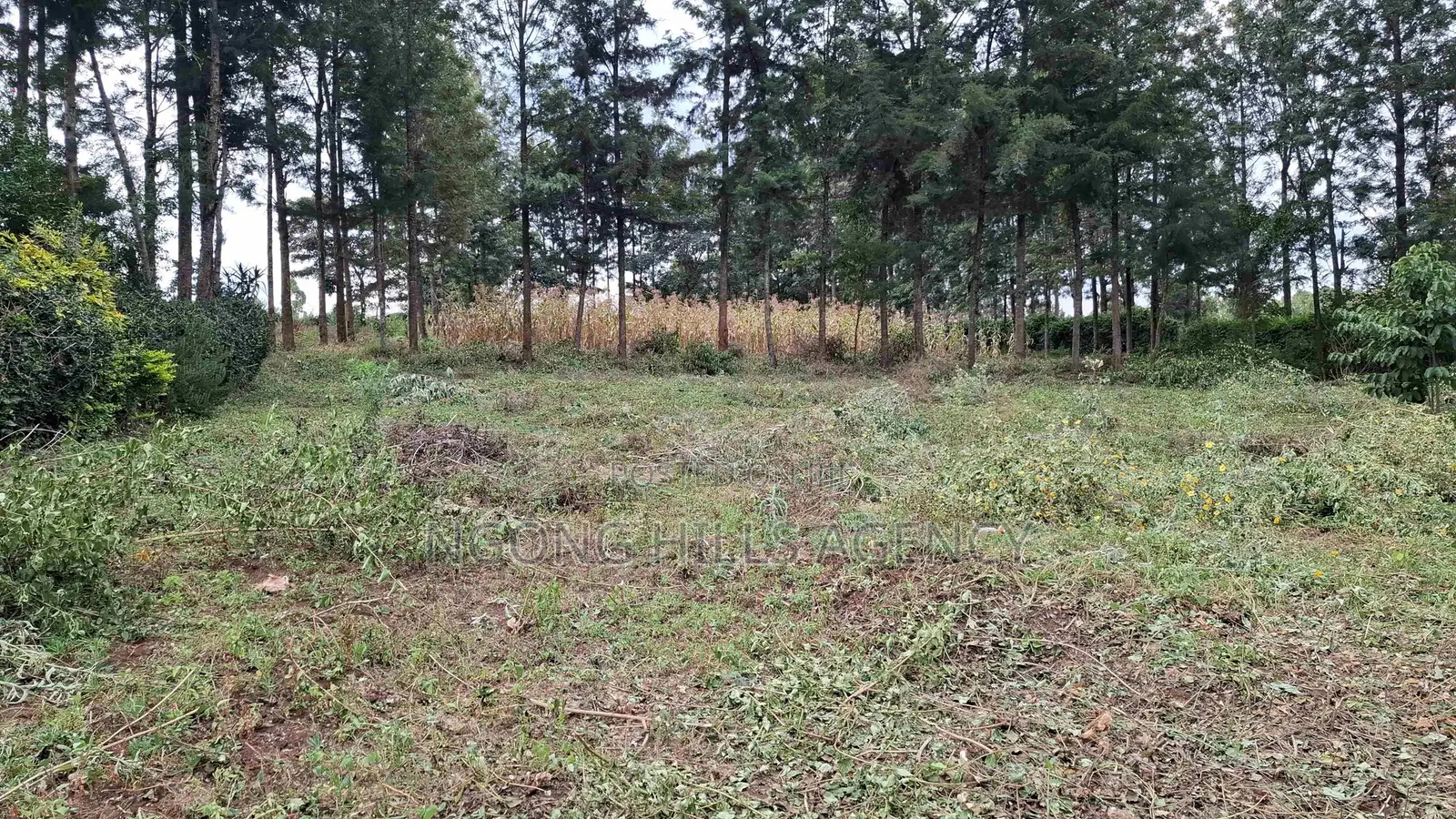 Prime 100 X 100 Plot for Sale: Olkeri in Ol Keri