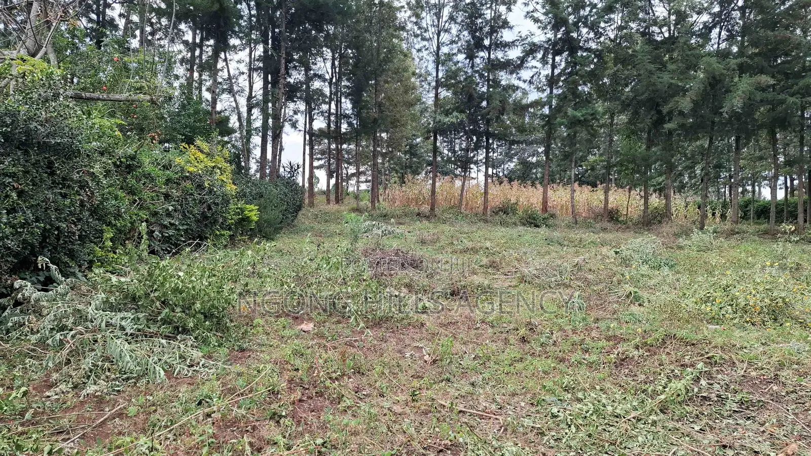 Prime 100 X 100 Plot for Sale: Olkeri in Ol Keri
