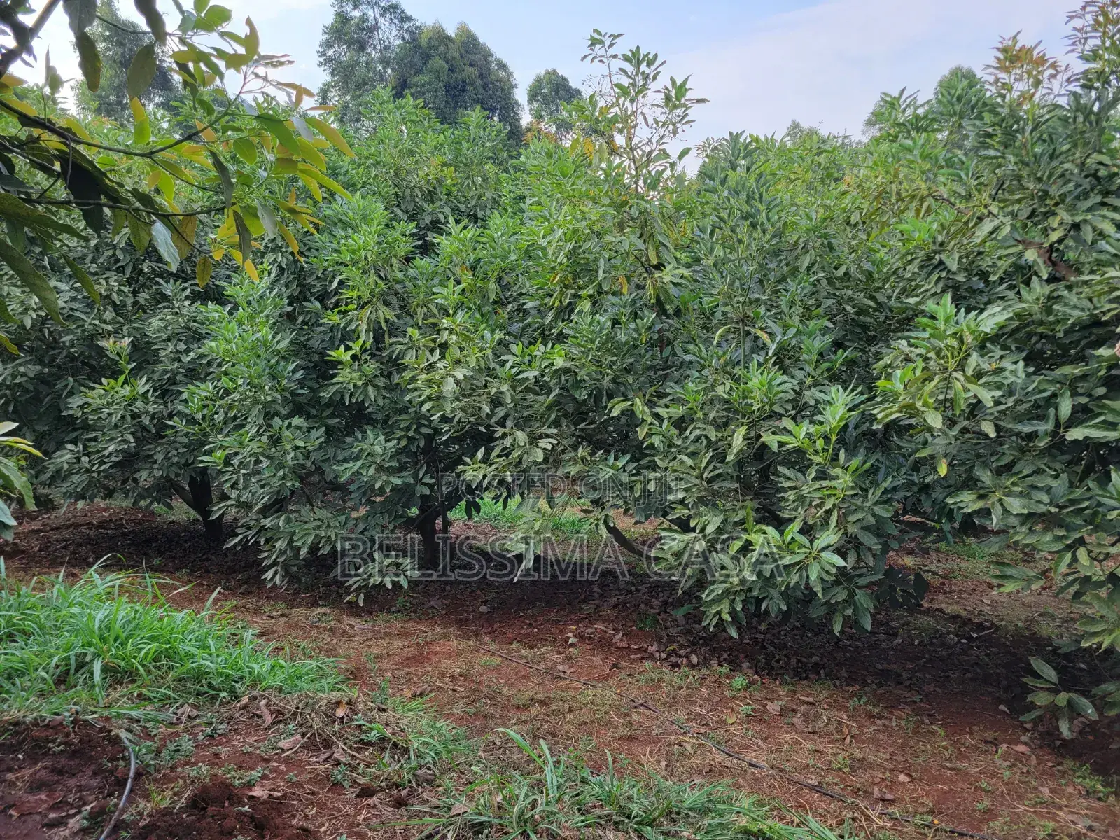 4 Acre Producing Hass Avocado Farm | Kiamwangi | Gatundu South in Kiamwangi