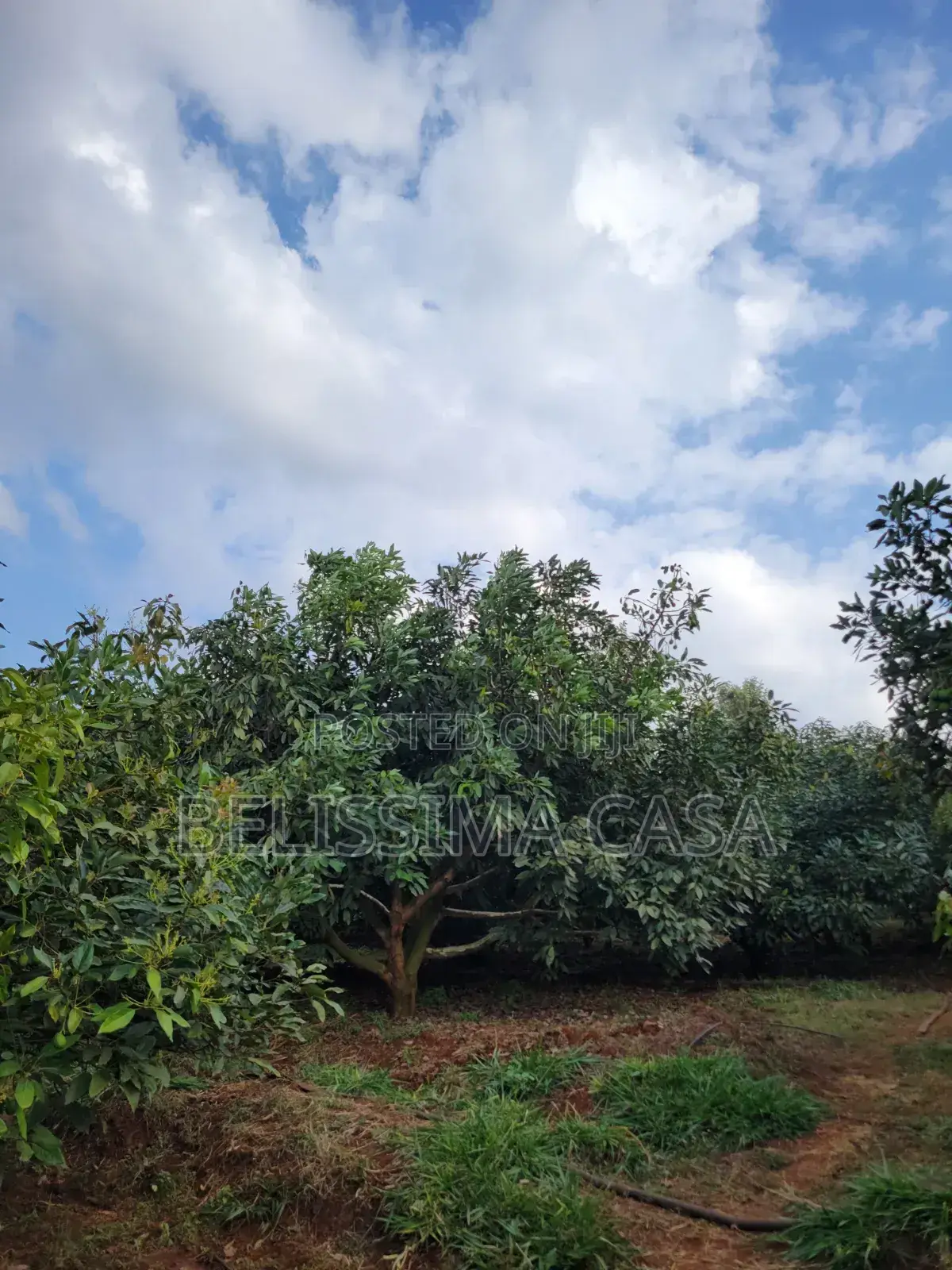 4 Acre Producing Hass Avocado Farm | Kiamwangi | Gatundu South in Kiamwangi