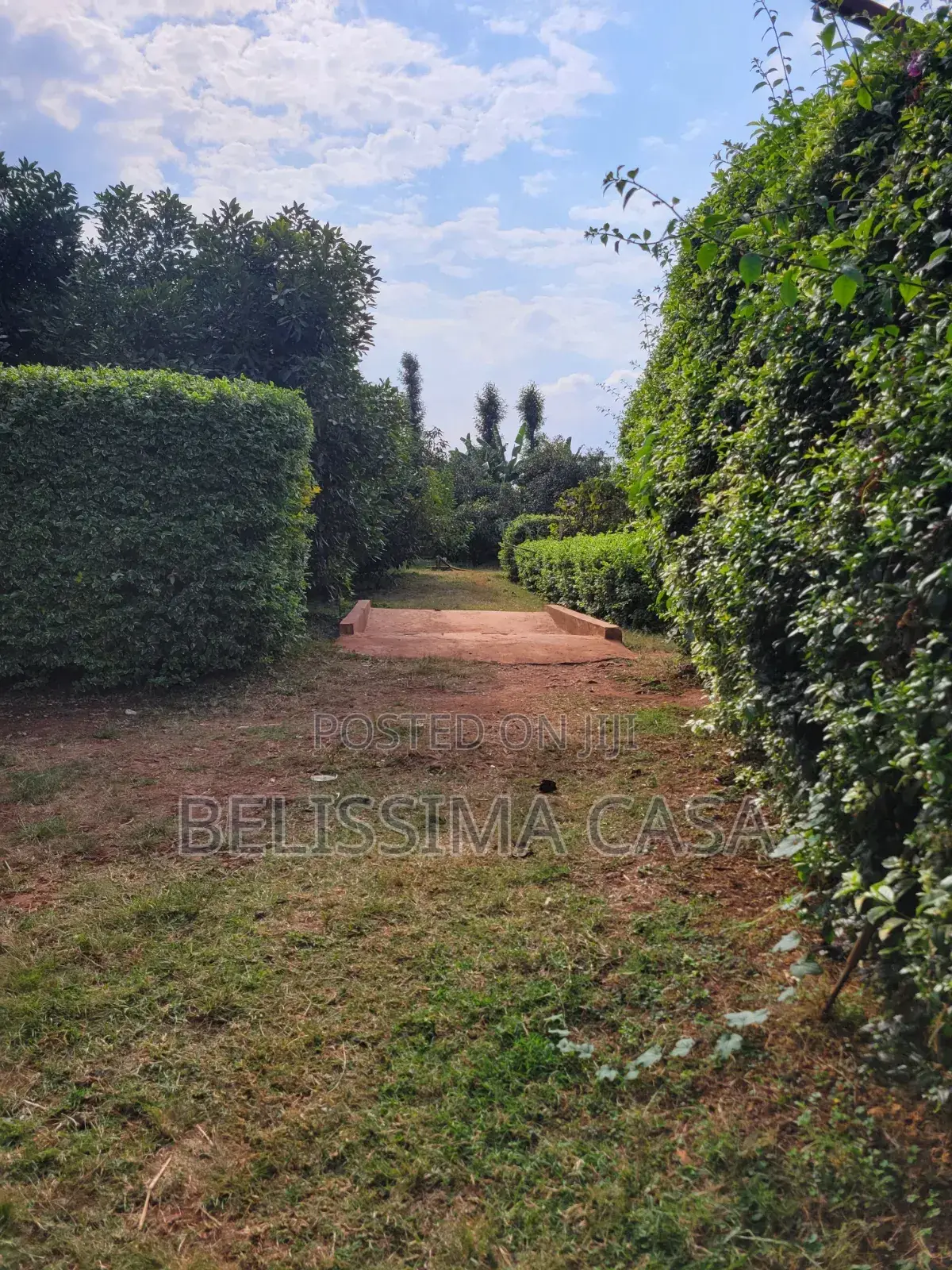 4 Acre Producing Hass Avocado Farm | Kiamwangi | Gatundu South in Kiamwangi