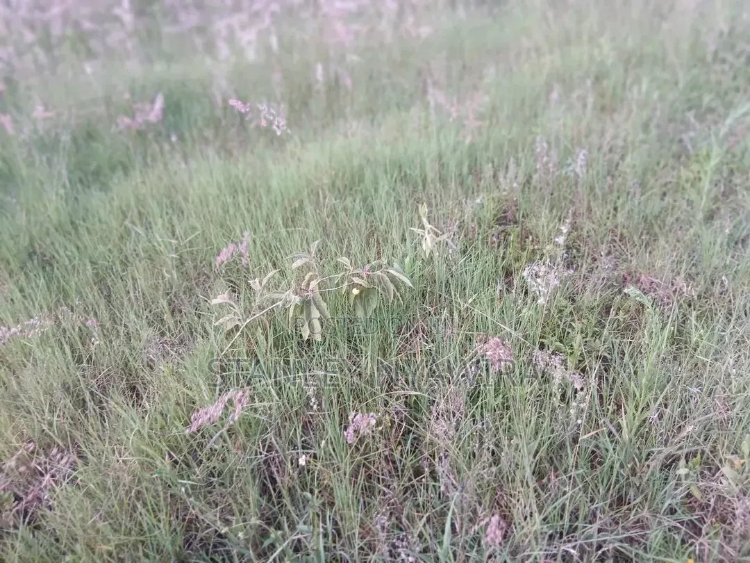 2 Acreas Nanyuki Daiga in Nanyuki