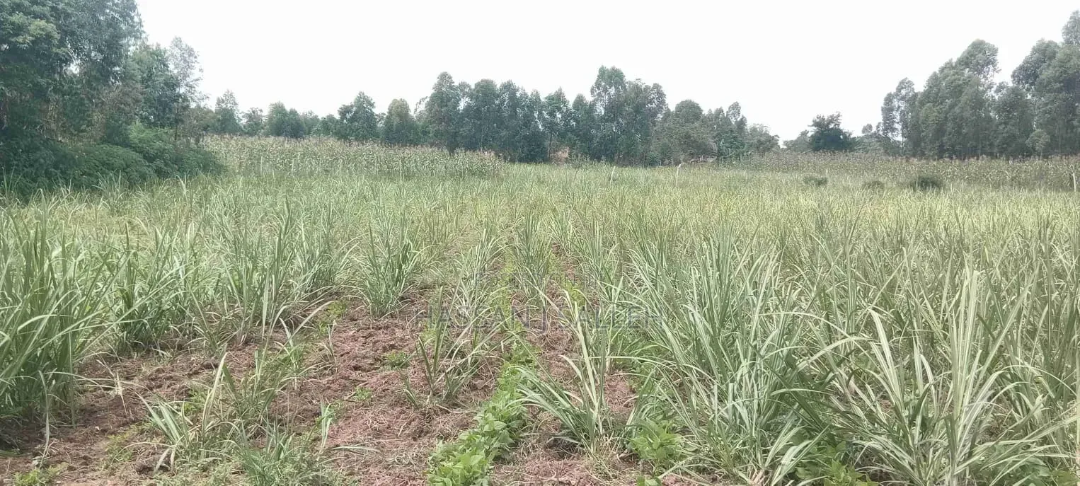 10 for Sale Trans Nzoia in Kimilili